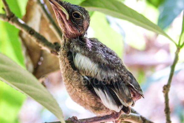 Rufous-sided Fantail