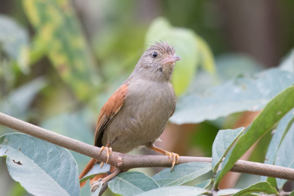 Rufous Spinetail