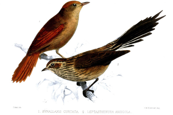Rufous Spinetail