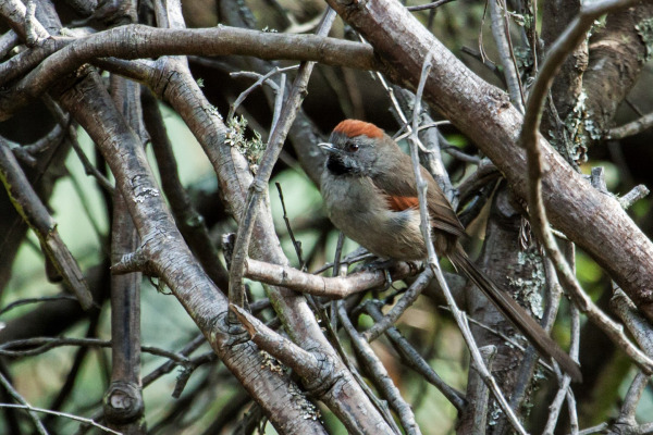 Rufous Spinetail