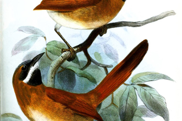 Rufous Spinetail