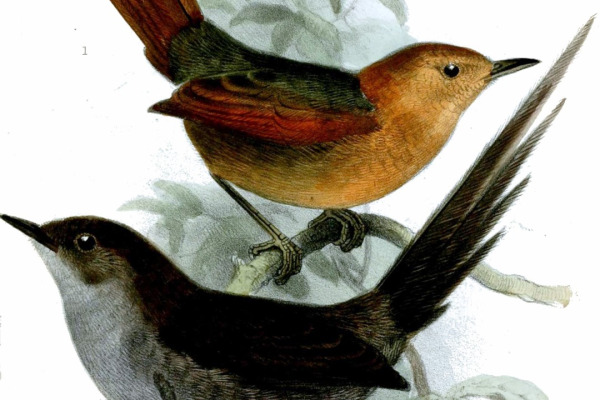 Rufous Spinetail