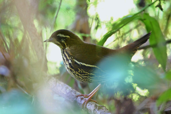 Rufous-tailed Antthrush