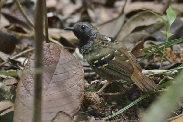 Rufous-tailed Antwren