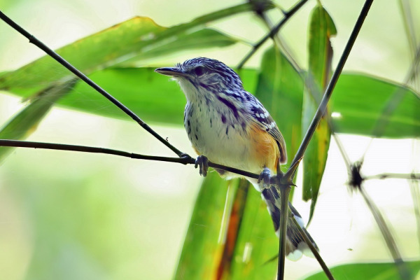 Rufous-tailed Antwren