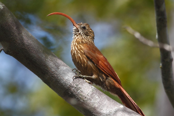 Rufous-tailed Foliage-gleaner