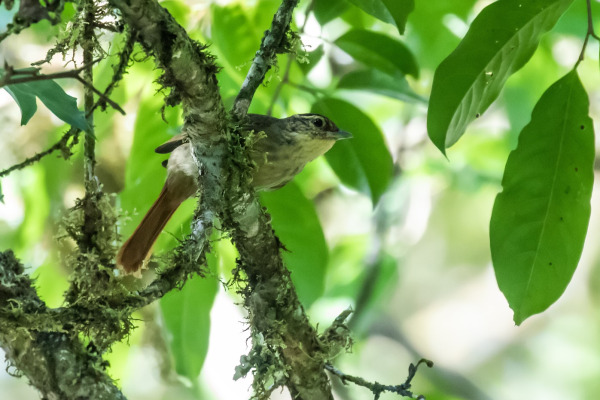 Rufous-tailed Foliage-gleaner