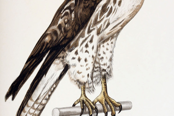 Rufous-tailed Hawk
