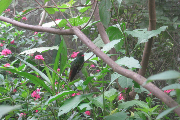 Rufous-tailed hummingbird