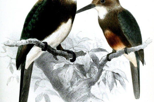 Rufous-tailed Jacamar
