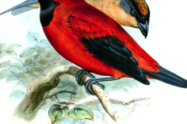 Rufous-tailed Jacamar