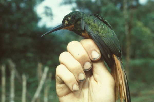 Rufous-tailed Jacamar