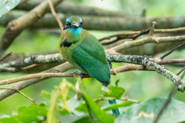 Rufous-tailed Jacamar