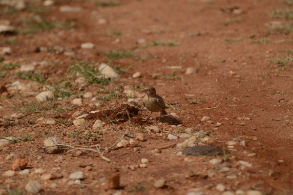 Rufous-tailed Lark