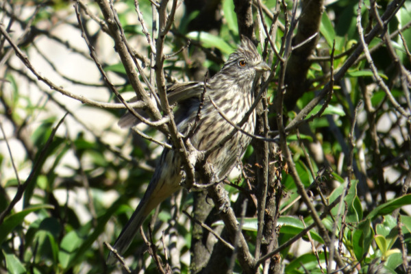 Rufous-tailed Plantcutter