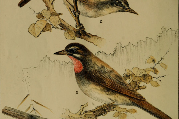Rufous-tailed Robin