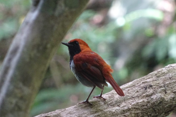 Rufous-tailed Robin