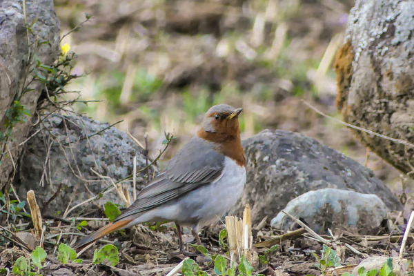 Rufous-tailed Rock Thrush
