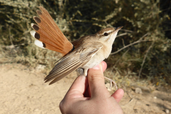 Rufous-tailed Scrub Robin