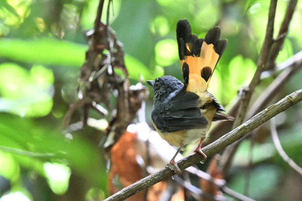 Rufous-tailed Shama