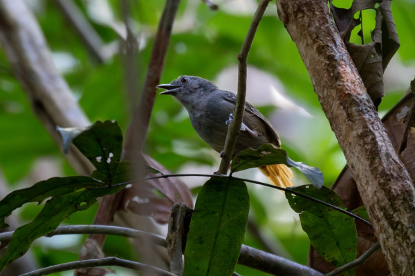 Rufous-tailed Stipplethroat