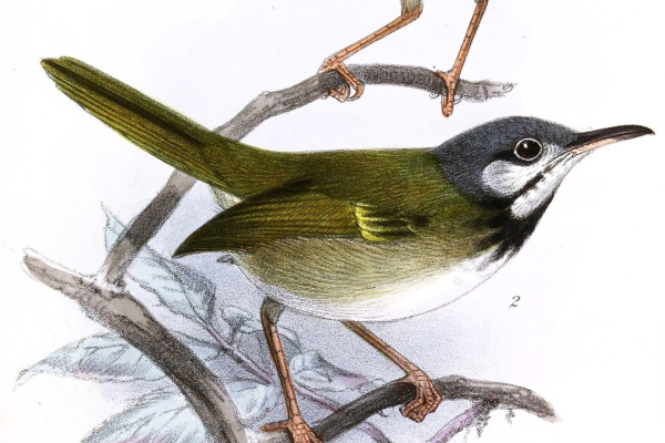 Rufous-tailed tailorbird