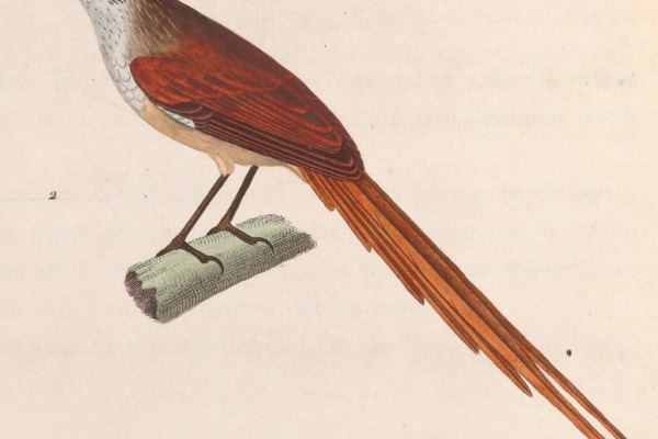 Rufous-tailed Thornbill