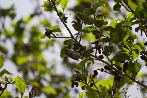 Rufous-tailed Tit-Spinetail