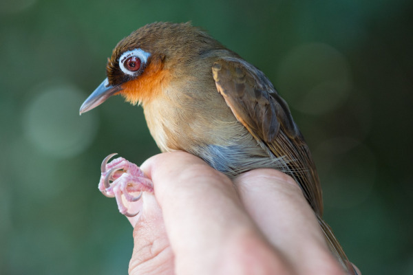 Rufous-throated Antbird