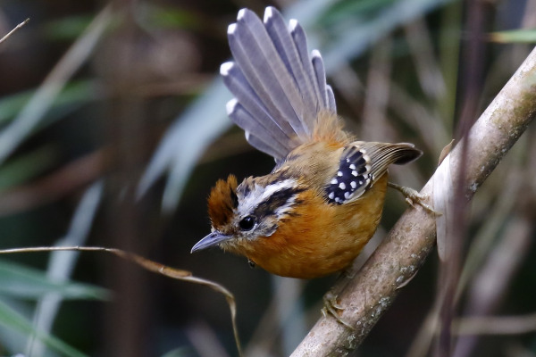 Rufous-throated Antbird