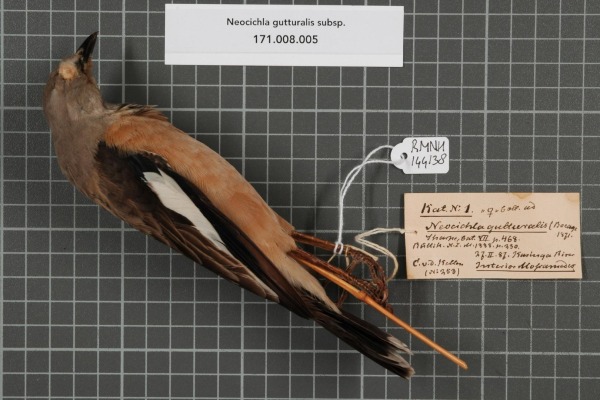 Rufous-throated Antbird
