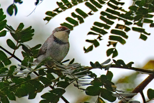 Rufous-throated Apalis