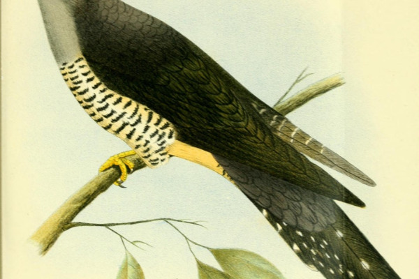 Rufous-throated cuckoo