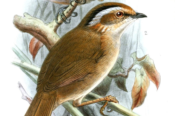 Rufous-throated Fulvetta