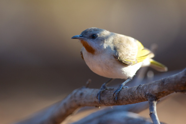 Rufous-throated Honeyeater