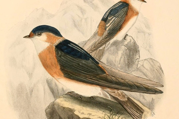 Rufous-throated Swallow