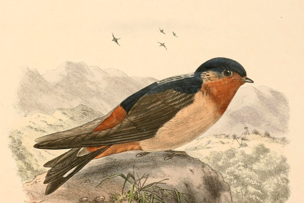 Rufous-throated Swallow