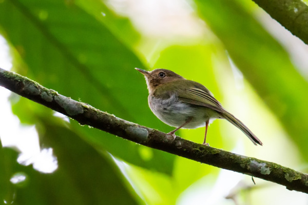 Rufous-throated Tody-Tyrant