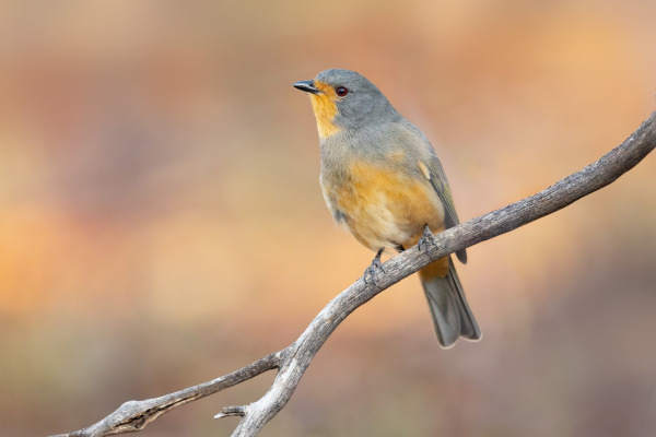Rufous-throated Whistler