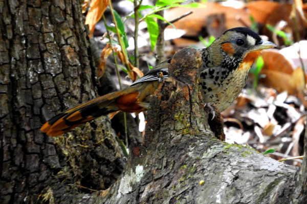 Rufous-throated Wren-babbler