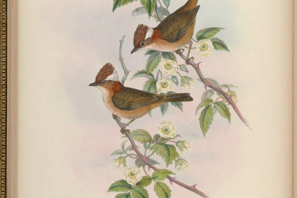 Rufous-throated Yuhina