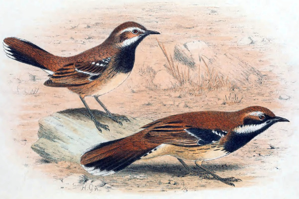 Rufous Treecreeper