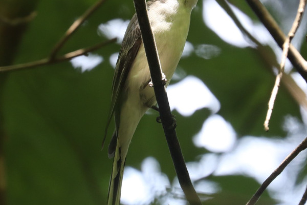 Rufous Treepie