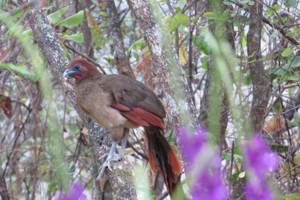 Rufous-vented Chachalaca