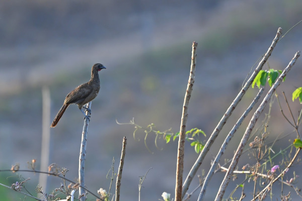 Rufous-vented Chachalaca