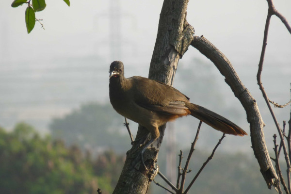 Rufous-vented Chachalaca