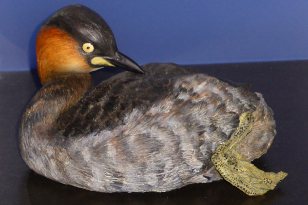 Rufous-vented Grebe