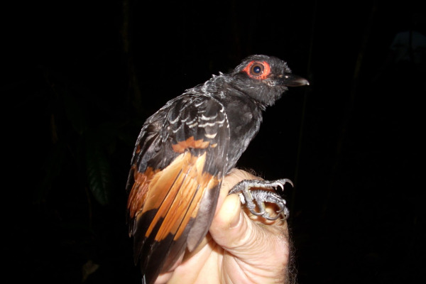 Rufous-vented Ground-Cuckoo