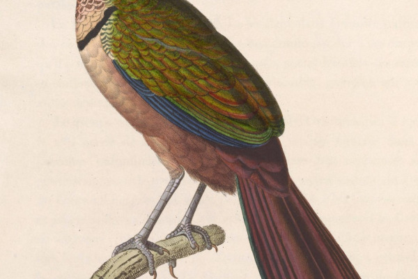 Rufous-vented Ground Cuckoo