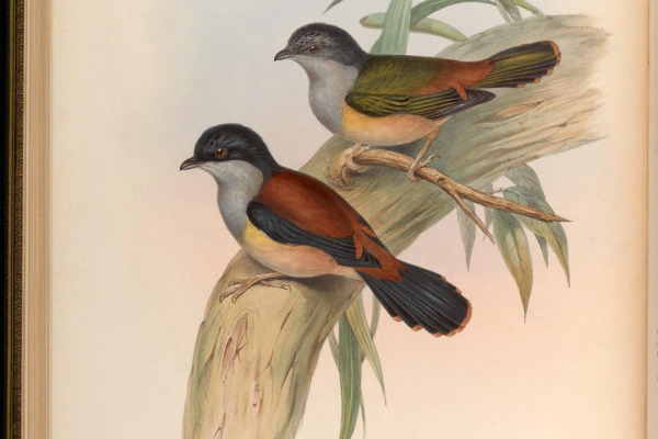 Rufous-vented Sibia